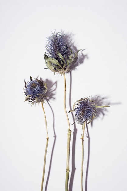 Eryngium di fiori secchi della pianta dalla testa blu della famiglia delle ombrellifere con fiori spinosi blu, steli marroni su sfondo grigio con spazio per copia. Bellissimo concetto di carta floreale atmosferica. Orizzontale
