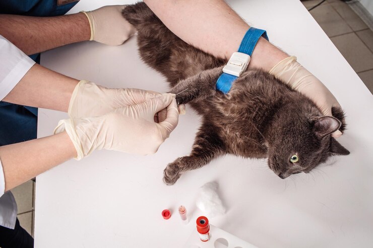 Esame del sangue veterinario Gatto in vetrina