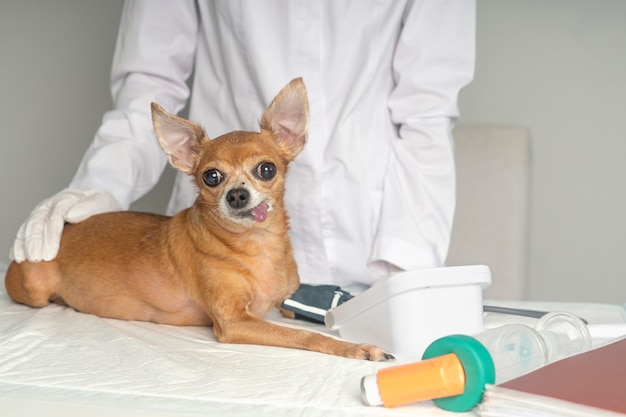 Esame medico dell'animale, misurazione della pressione sanguigna nella clinica veterinaria.