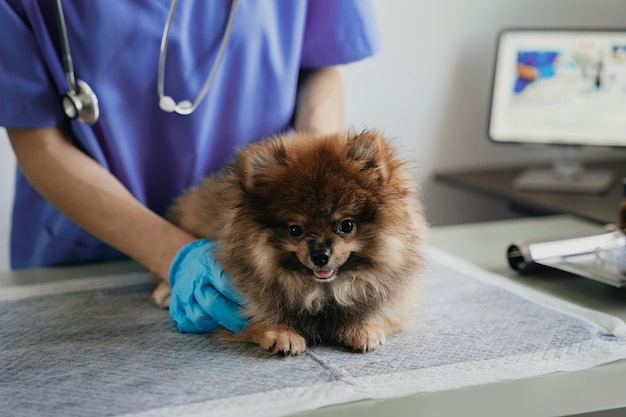 Esamina il respiro del veterinario in abiti da lavoro ascolta il respiro di un piccolo concetto di cura degli animali domestici della clinica veterinaria del cane