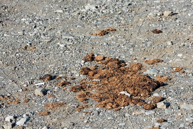 Escrementi di mucca sulla strada