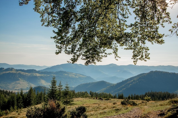 Escursionista in cima nelle montagne dei Carpazi. Concetto di stile di vita sportivo di viaggio.