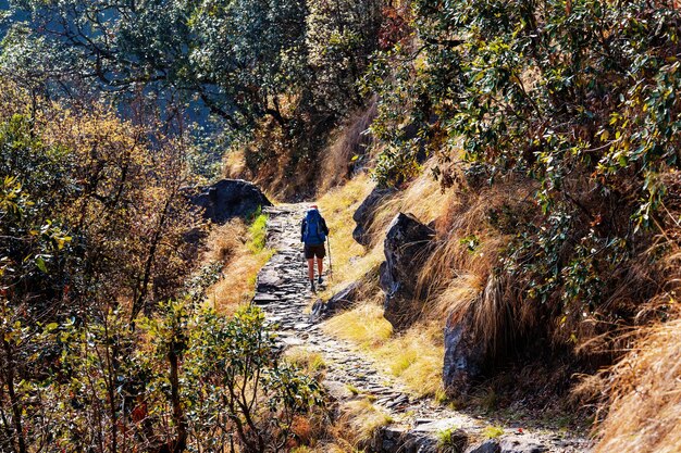 Escursionista nelle giungle himalayane, Nepal, regione del Kanchenjunga