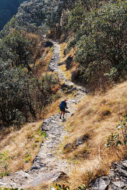 Escursionista nelle giungle himalayane, Nepal, regione del Kanchenjunga