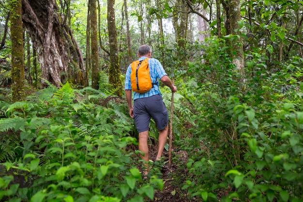 Escursionista sul sentiero nella giungla verde, Hawaii, Stati Uniti d'America