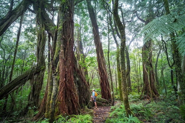 Escursionista sul sentiero nella giungla verde, Hawaii, Stati Uniti d'America