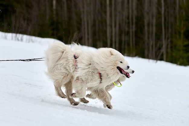 Esecuzione di cane Samoiedo sulle corse di cani da slitta. Concorso a squadre di slitte trainate da cani invernali. Cane samoiedo in imbracatura tirare sciatore o slitta con musher. Corsa attiva su strada innevata