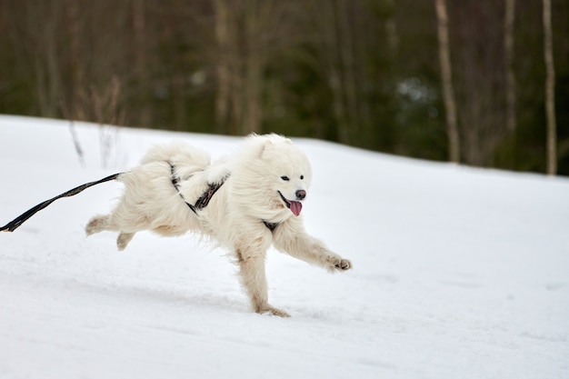 Esecuzione di cane Samoiedo sulle corse di cani da slitta. Concorso a squadre di slitte trainate da cani invernali. Cane samoiedo in imbracatura tirare sciatore o slitta con musher. Corsa attiva su strada innevata