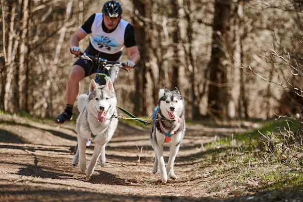 Esecuzione di cani da slitta Siberian Husky che tirano scooter uomo sulla terraferma della foresta autunnale Husky cani scootering