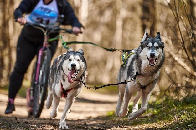 Esecuzione di cani da slitta Siberian Husky in imbracatura tirando scooter sulla foresta autunnale sulla terraferma scootering