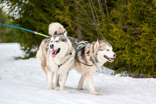 Esecuzione di cani husky sulle corse di cani da slitta. Concorso a squadre di cani da slitta invernale