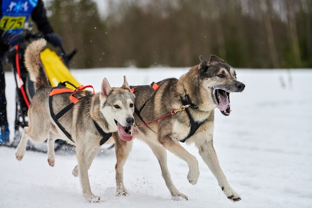 Esecuzione di cani husky sulle corse di cani da slitta. Concorso a squadre di slitte trainate da cani invernali