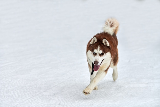 Esecuzione di cani husky sulle corse di cani da slitta. Concorso a squadre di slitte trainate da cani invernali