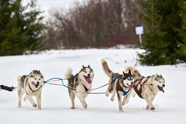 Esecuzione di cani husky sulle corse di cani da slitta