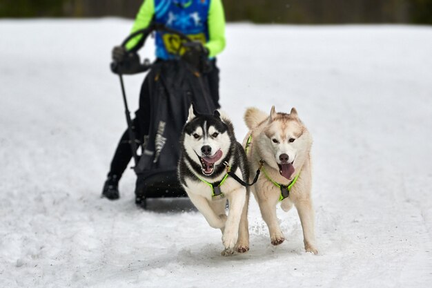 Esecuzione di cani su slitte trainate da cani da corsa su strade innevate