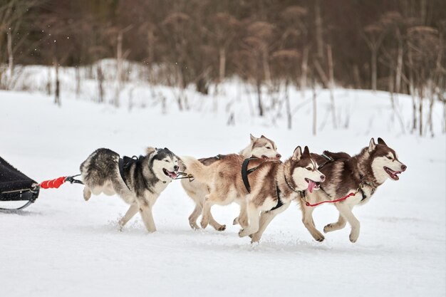 Esecuzione di cani su slitte trainate da cani da corsa su strade innevate