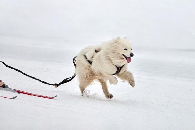 Esecuzione di corse di cani bianchi