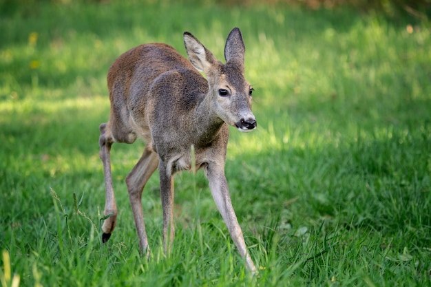 Esecuzione di daini in erba Capreolus capreolus Caprioli selvatici in natura primaverile