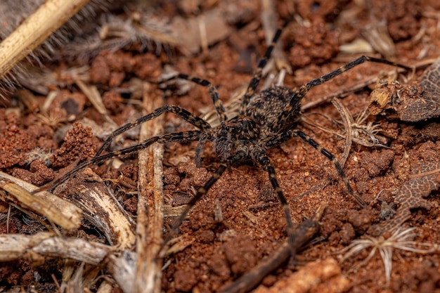 Esecuzione di ragno granchio della famiglia Philodromidae