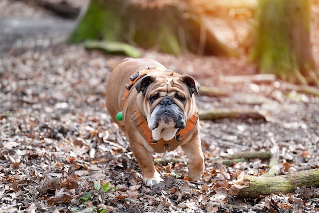 Esecuzione di Red English British Bulldog scuotendo la testa per una passeggiata nella foresta in una giornata di sole primaverile