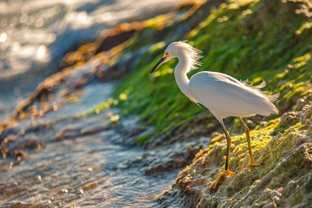 Esemplare di Bubulcus Ibis vicino al mare in una spiaggia della Repubblica Dominicana