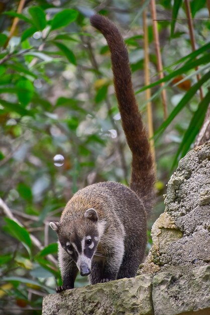 Esemplare di coatÃ (Nasua narica) immerso nella foresta tropicale dove vive arrampicandosi sugli alberi.