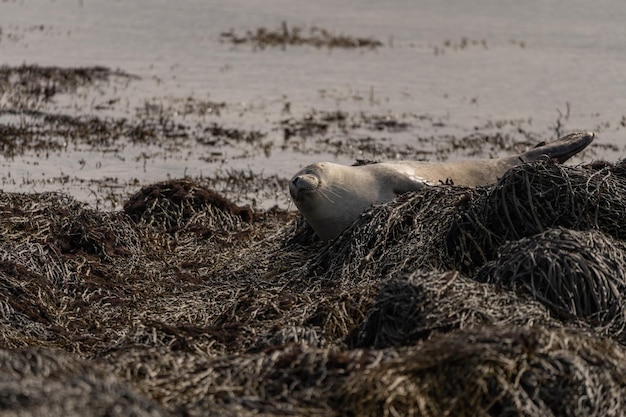 Esemplare di foca sulla spiaggia islandese