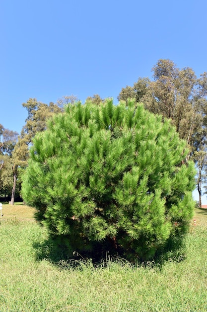 Esemplare di Pinus pinea in un giardino botanico