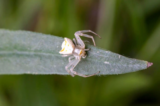 Esemplare di ragno granchio bianco Thomisus onustus Thomisidae