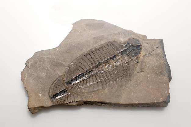 Esemplare fossile di trilobite su sfondo bianco