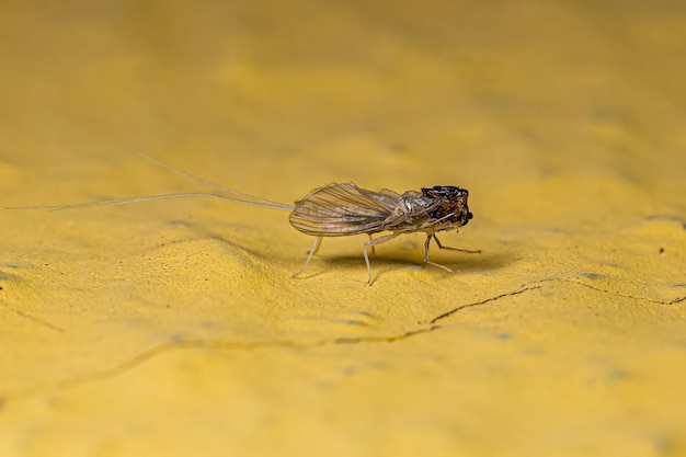 Esoscheletro di insetti Mayfly