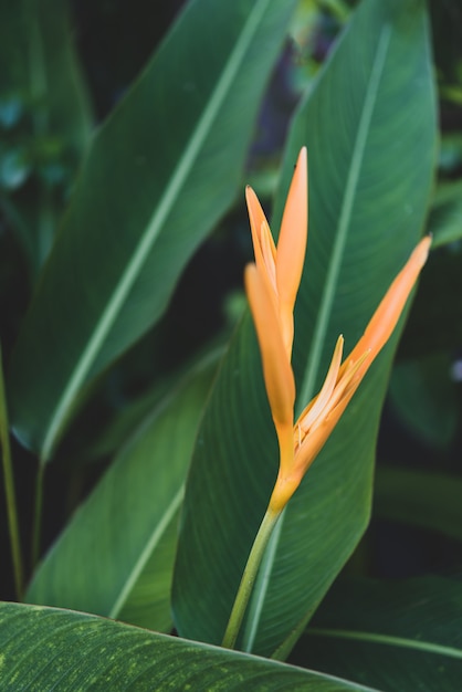 Esotico giallo Heliconia psittacorum