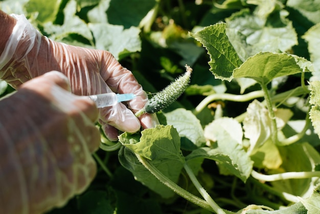 Esperimenti OGM sul concetto di verdure geneticamente modificate del DNA degli alimenti Scienziato in guanti medici con siringa che esegue la vaccinazione di un primo piano di cetriolo acerbo