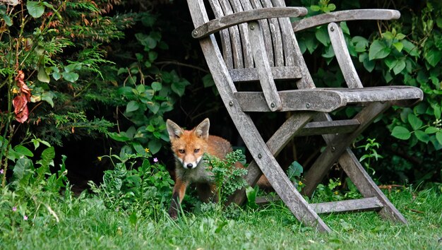 Esplorazione dei cuccioli di volpe urbana