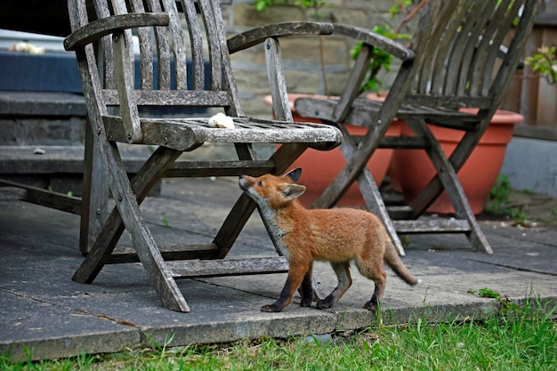 Esplorazione dei cuccioli di volpe urbana