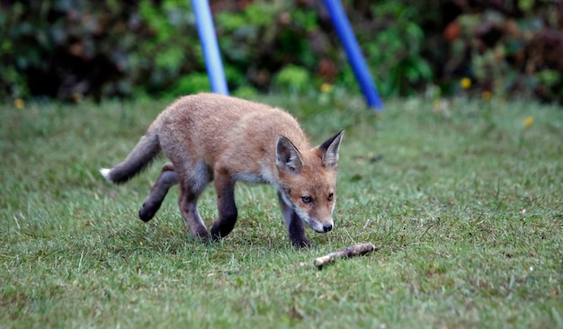 Esplorazione dei cuccioli di volpe urbana