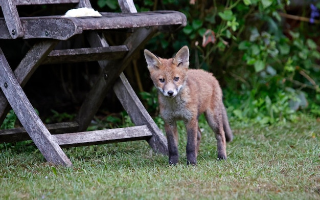 Esplorazione dei cuccioli di volpe urbana