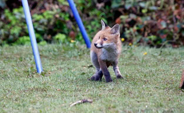 Esplorazione dei cuccioli di volpe urbana