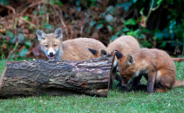 Esplorazione dei cuccioli di volpe urbana