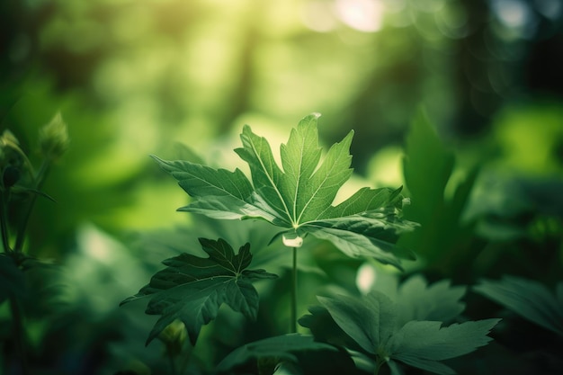 Esplosione di foglie vegetali con focus su foglie verdi vibranti e sfondo sfocato