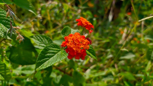 esposizione di fiori Lantana camara o escrementi di pollo saliara o piante fiorite delle Verbenacee