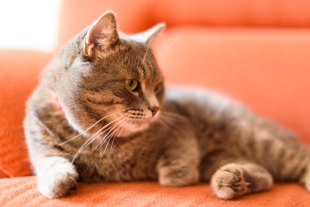 Espressione carina e divertente della mia bellissima serie di foto per animali domestici