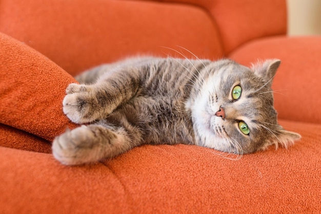 Espressione carina e divertente della mia bellissima serie di foto per animali domestici