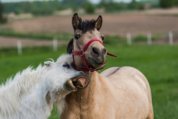 Espressione del viso di cavalli divertenti con i denti