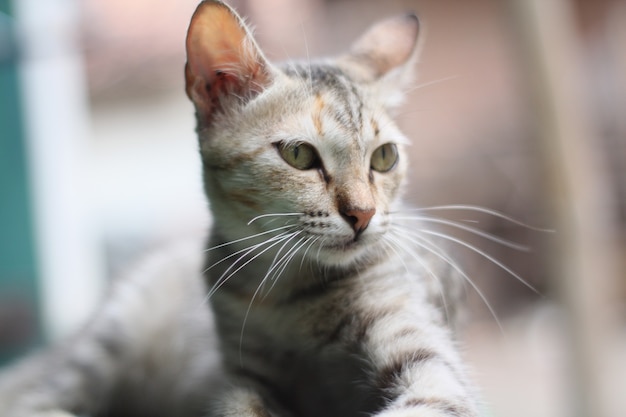 espressione di gatto carino e adorabile