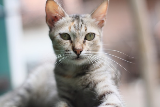 Espressione di gatto carino e adorabile