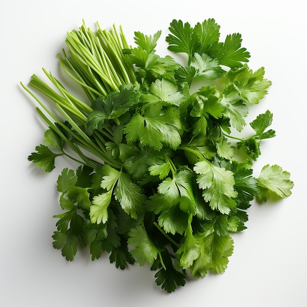 Essenza fresca Cilantro realistico su bianco solido