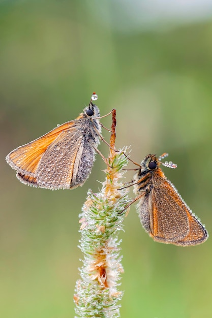 Essex Skipper - Thymelicus lineola, bellissima piccola farfalla arancione dei prati europei,..