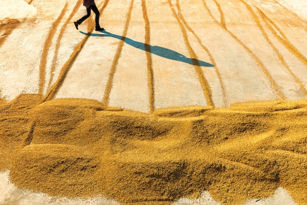 Essiccazione del riso per ridurre la produzione di umidità degli agricoltori.