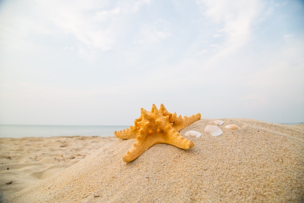 Estate 2015 con Stella marina per la tua attività in vacanza